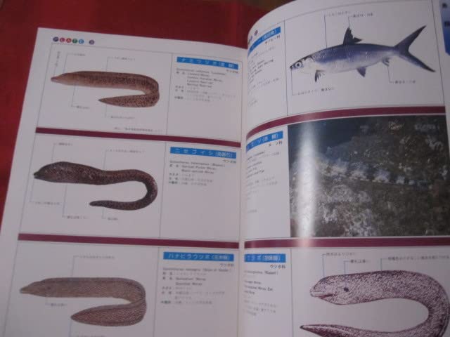 Amazon.co.jp: 沖縄有毒害生物大事典 動物編 沖縄琉球自然生物 : おもちゃ